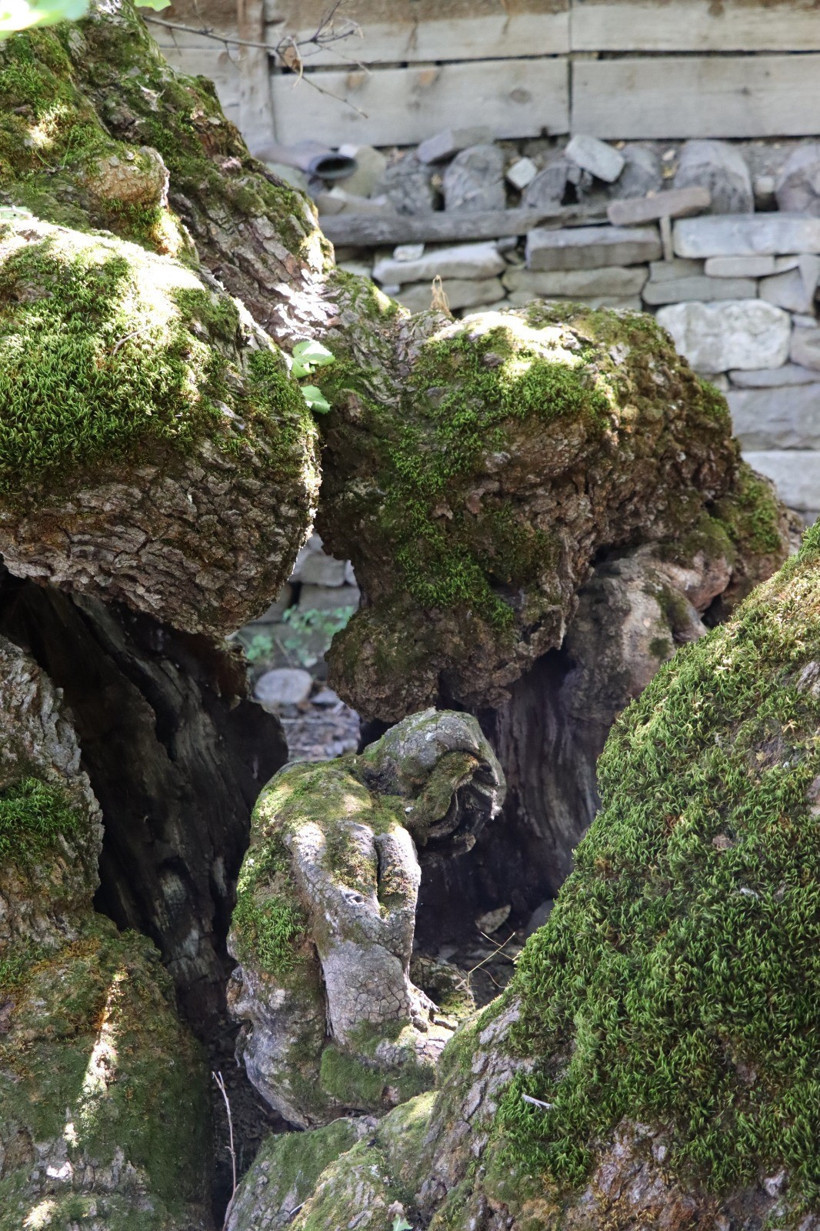 300 yıllık dut ağacında şaşkına çeviren görüntü! Erzurum’da herkes onu konuşuyor - Resim : 2