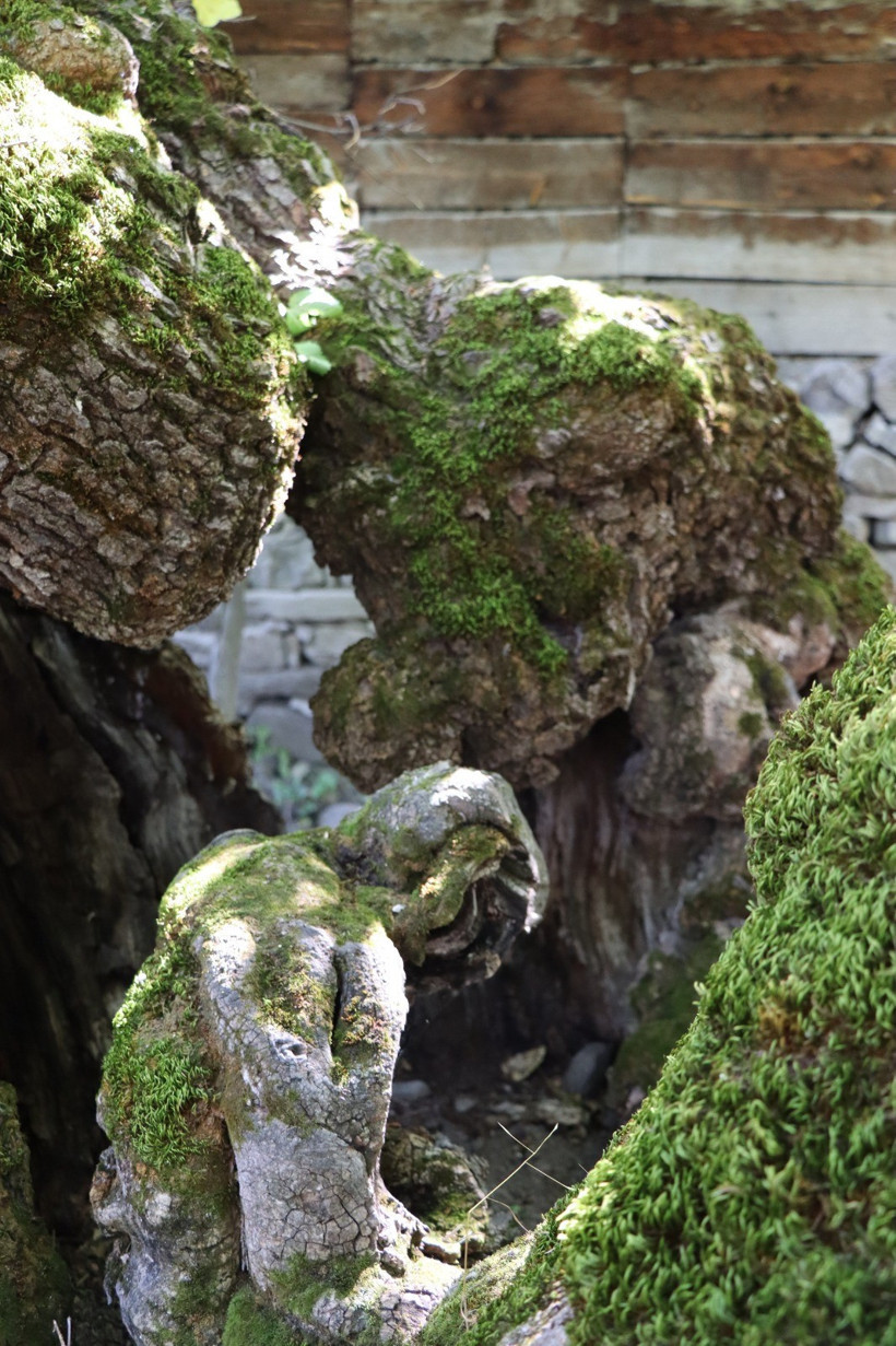 300 yıllık dut ağacında şaşkına çeviren görüntü! Erzurum’da herkes onu konuşuyor - Resim : 3