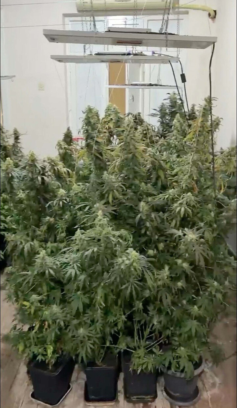 Saksıda kenevir yetiştiriyordu: 22 yaşında tutuklandı! - Resim : 2