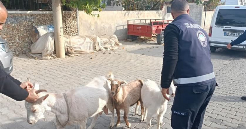 Aydın’da keçiler koçtu zabıta kovaladı - Resim : 4