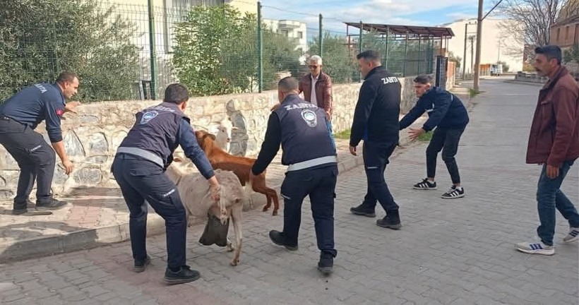 Aydın’da keçiler koçtu zabıta kovaladı - Resim : 2