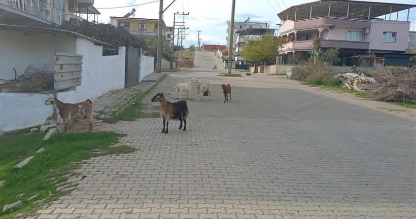 Aydın’da keçiler koçtu zabıta kovaladı - Resim : 3