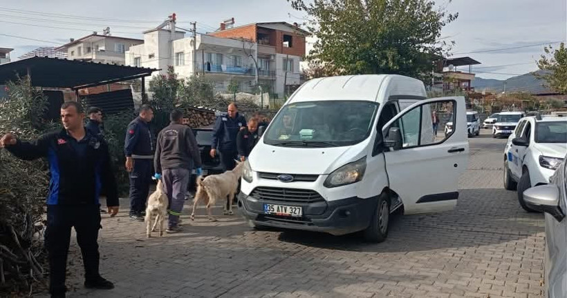 Aydın’da keçiler koçtu zabıta kovaladı - Resim : 1