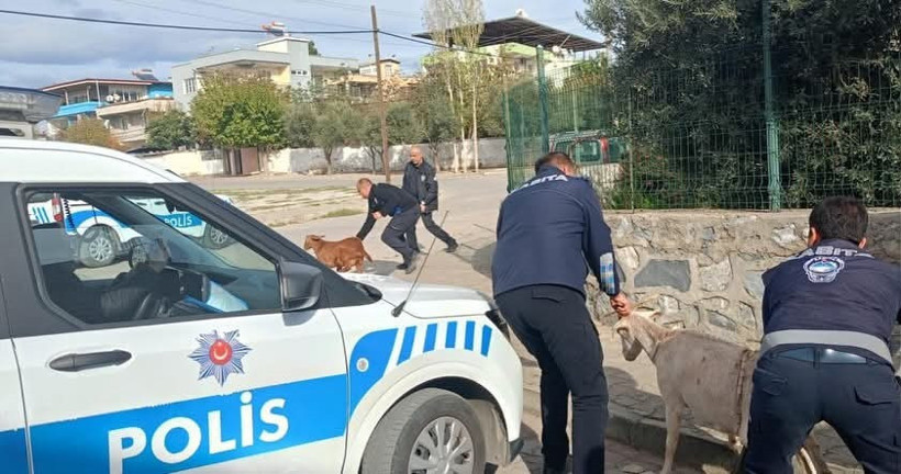 Aydın’da keçiler koçtu zabıta kovaladı - Resim : 5