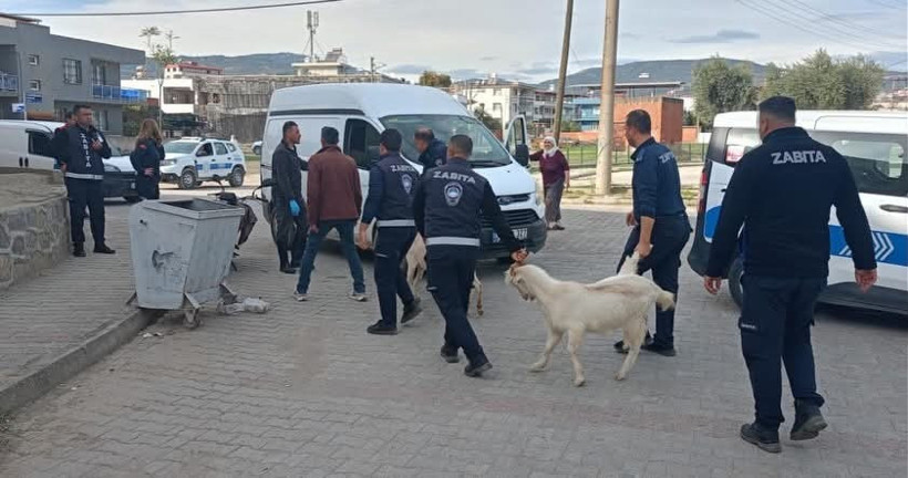 Aydın’da keçiler koçtu zabıta kovaladı - Resim : 6