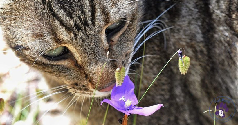 Kediniz nefesinizi neden bu kadar çok kokluyor? Sebebini öğrenince çok şaşırasınız! - Resim: 19