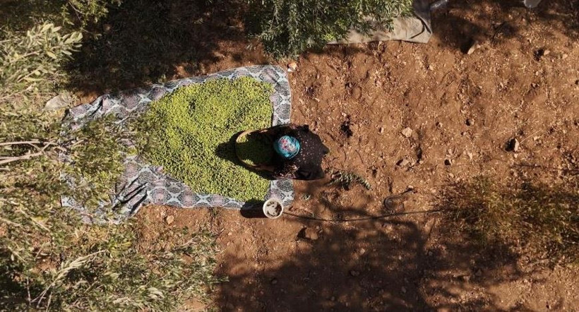 Sofraların vazgeçilmezinin hasadı başladı! Kilosu 200 TL. Kuraklık vurdu - Resim: 6