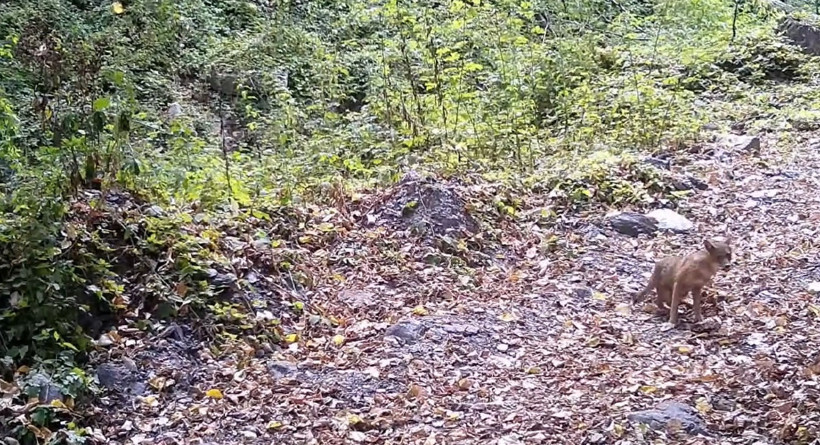 Çakalın yaprak keyfi kamerada - Resim : 3