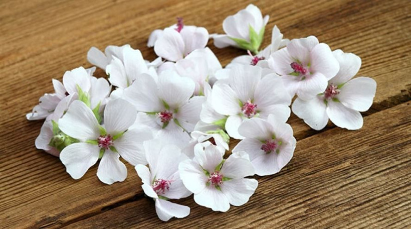 Kış aylarının gizli şifası ortaya çıktı! Bunları tüketen zımba gibi ayağa kalkıyor - Resim: 7