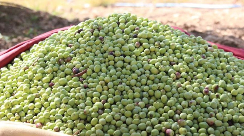 Sofraların vazgeçilmezinin hasadı başladı! Kilosu 200 TL. Kuraklık vurdu - Resim: 4