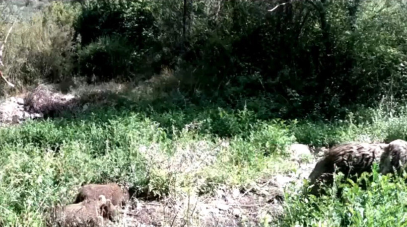 'Selfie çekmeyeceğim!' diyen ayı viral oldu: Fotokapanı görünce çıldırdı! - Resim : 2