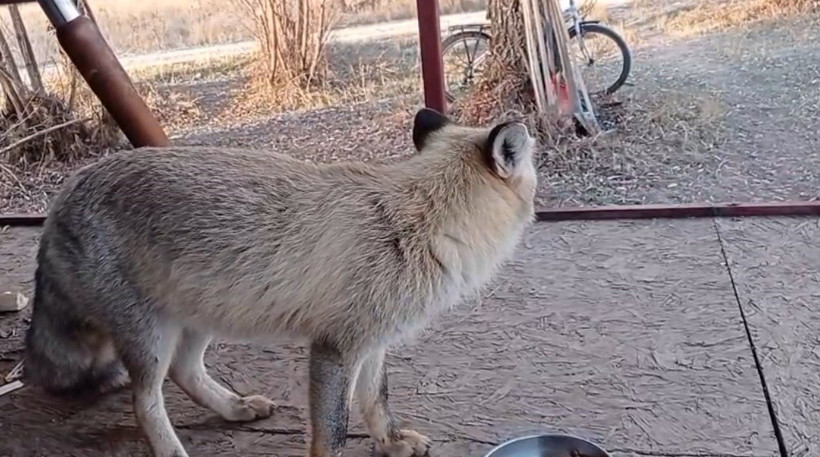 Ormandan gelen davetsiz misafir! Böyle ağırladı: Diyalogu viral oldu - Resim : 2