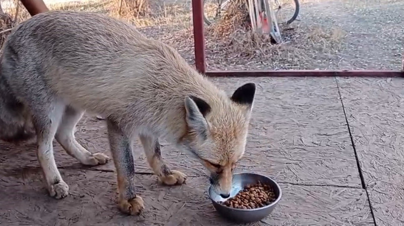 Ormandan gelen davetsiz misafir! Böyle ağırladı: Diyalogu viral oldu - Resim : 1