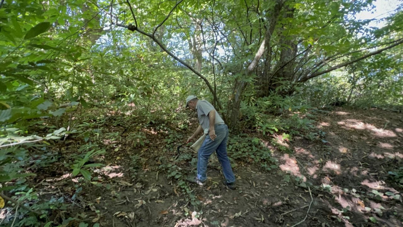 Parasız kalan dağdan topluyor kilosunu 400 TL'ye satıyor. Ne karışan var, ne de mesai saati - Resim: 1