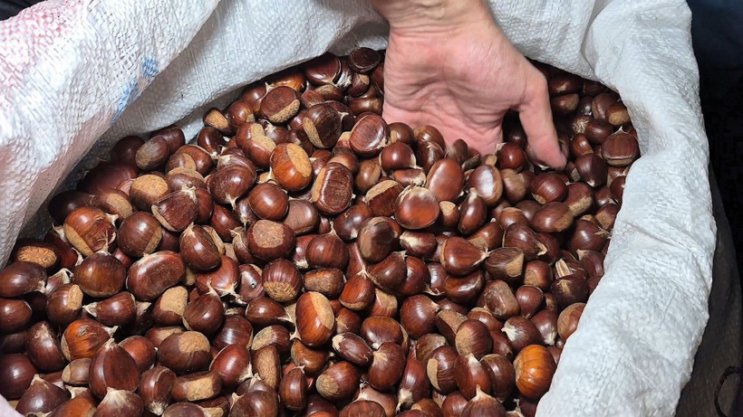 Parasız kalan dağdan topluyor kilosunu 400 TL'ye satıyor. Ne karışan var, ne de mesai saati - Resim: 4