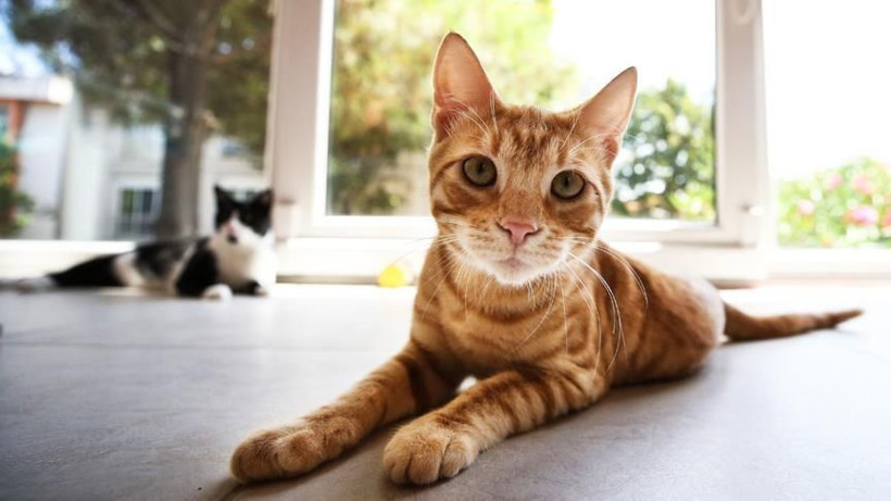 Kediniz nefesinizi neden bu kadar çok kokluyor? Sebebini öğrenince çok şaşırasınız! - Resim: 8