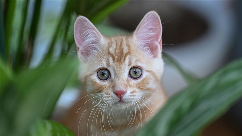 Kediniz nefesinizi neden bu kadar çok kokluyor? Sebebini öğrenince çok şaşırasınız! - Resim: 11