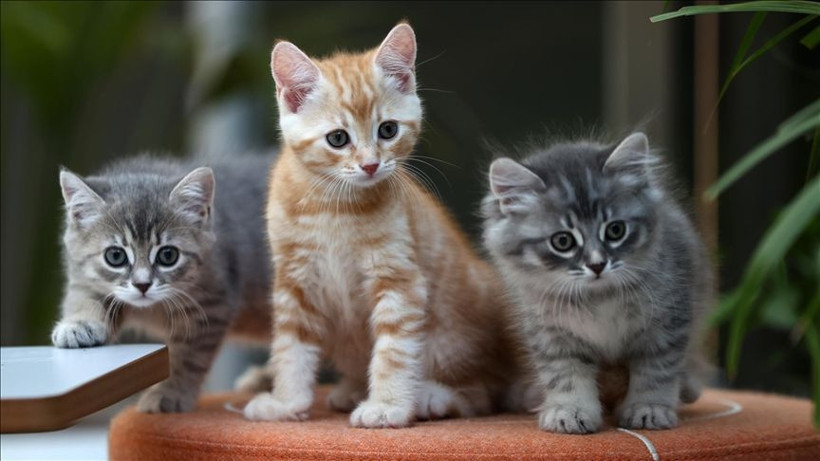 Kediniz nefesinizi neden bu kadar çok kokluyor? Sebebini öğrenince çok şaşırasınız! - Resim: 15