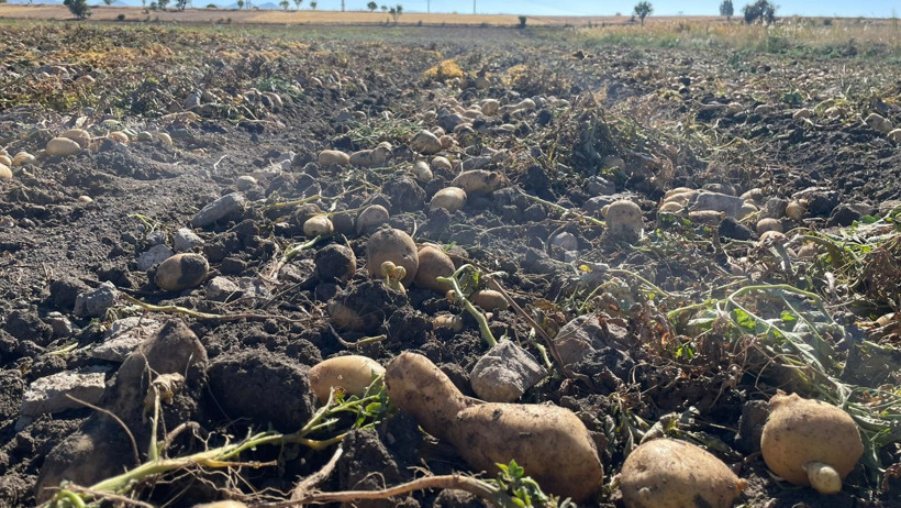 Beyşehir’de çiftçinin yüzü güldü! - Resim : 2