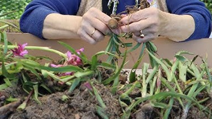 Kışın şifa kaynağı - Resim : 2