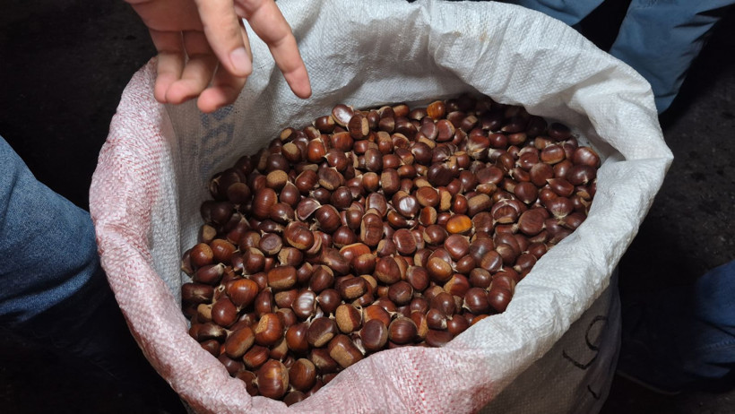 Parasız kalan dağdan topluyor kilosunu 400 TL'ye satıyor. Ne karışan var, ne de mesai saati - Resim: 3