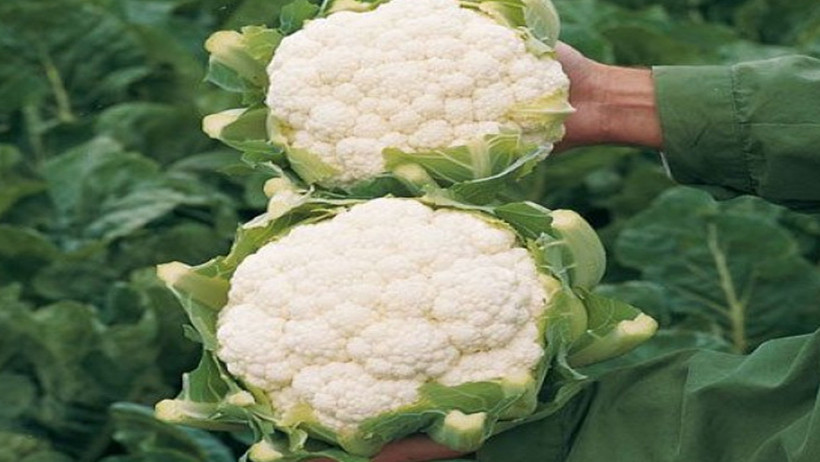 Kışın vazgeçilmezi! Karnabaharın bilinmeyen yönleri - Resim : 2