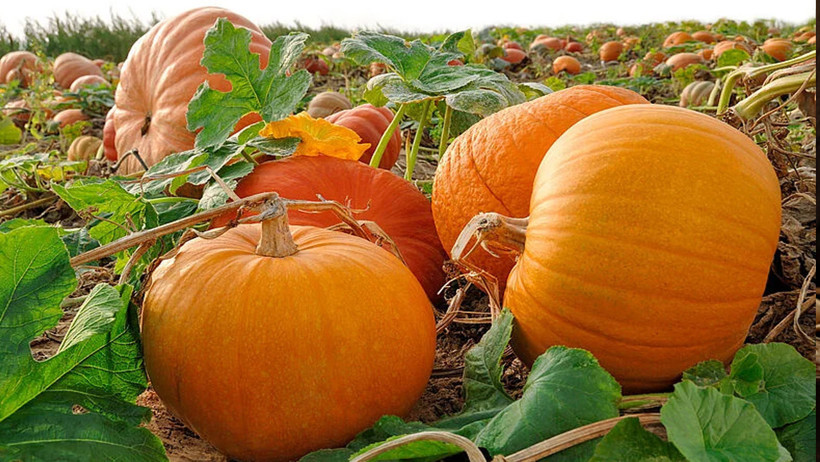 Sonbaharın mucizesi! Bal kabağı - Resim : 2