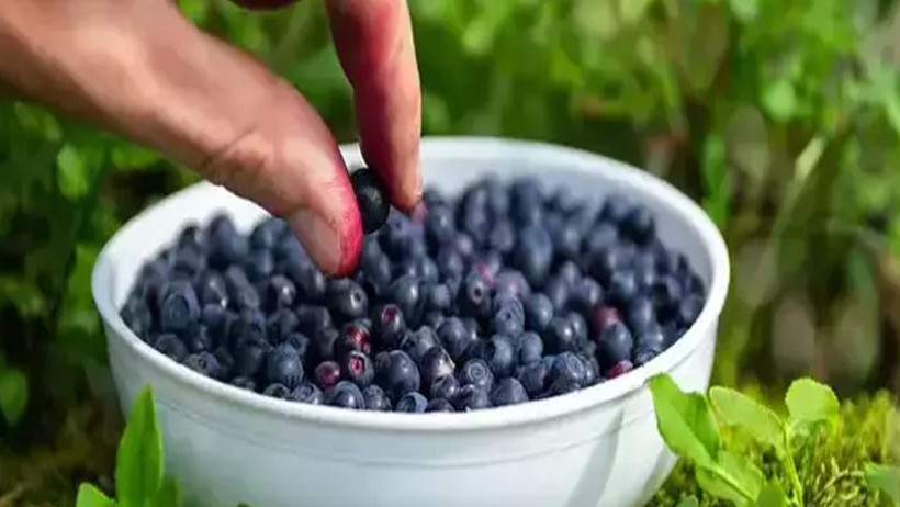 Tansiyonu dengeleyen mucize! Yaban Mersini - Resim : 1