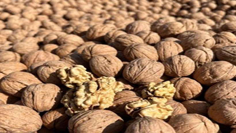 Ceviz mucizesi! Hafızayı güçlendiren süper besin - Resim : 1