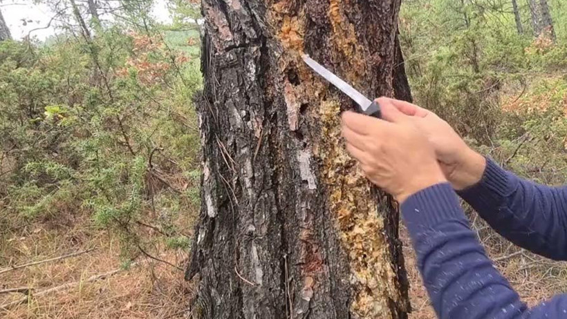 Mide rahatsızlıklarına karşı doğal destek! Cam Sakızı - Resim : 2