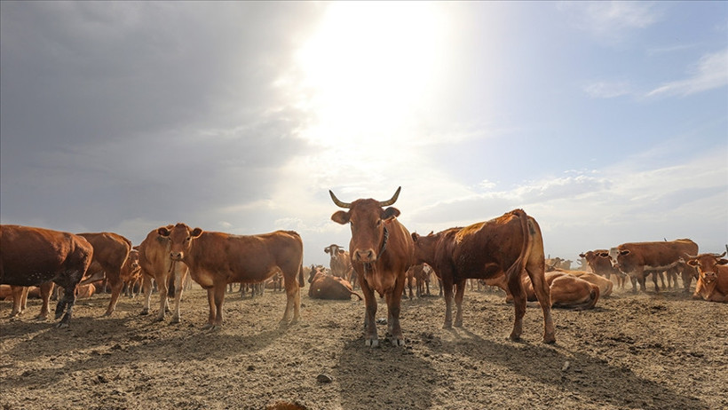 Hayvancılık desteklemelerinde yeni dönem - Resim : 1