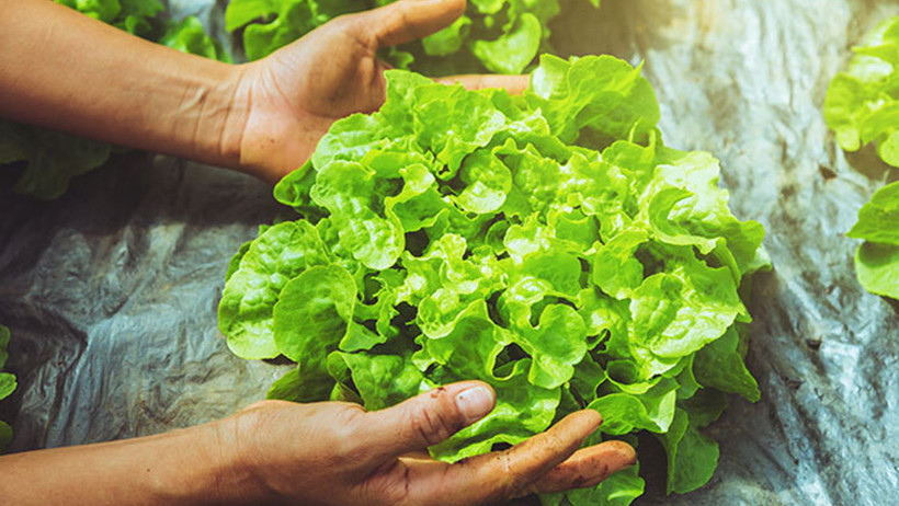 Salataların yeşil kahramanı - Resim : 1