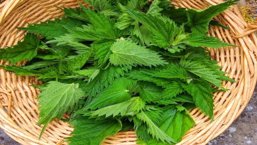 Isırgan otunun bilinmeyen yönleri - Resim : 2