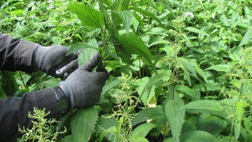 Isırgan otunun bilinmeyen yönleri - Resim : 1