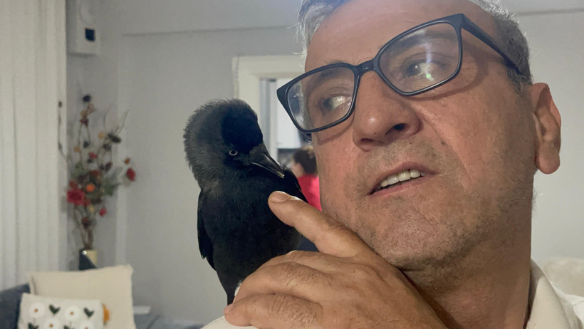 Arabaya kondu eve kadar geldi! Ailenin kargasına isim kondu - Resim : 1