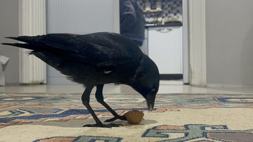 Arabaya kondu eve kadar geldi! Ailenin kargasına isim kondu - Resim : 2