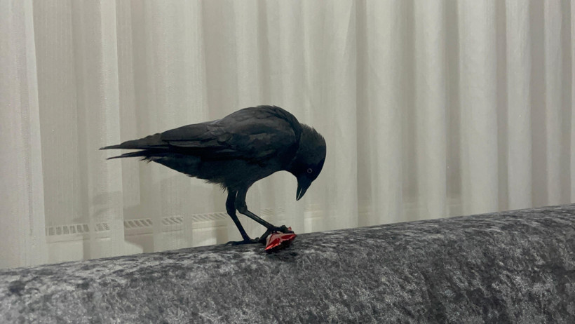 Arabaya kondu eve kadar geldi! Ailenin kargasına isim kondu - Resim : 3