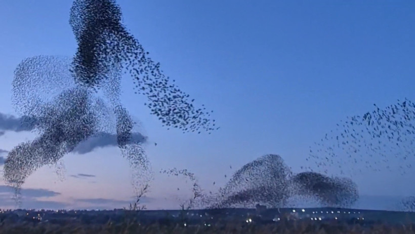 Sığırcıkların büyüleyici dansı - Resim : 1