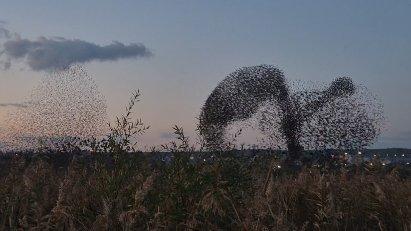 Sığırcıkların büyüleyici dansı - Resim : 2