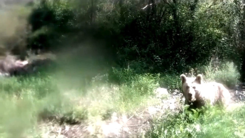 'Selfie çekmeyeceğim!' diyen ayı viral oldu: Fotokapanı görünce çıldırdı! - Resim : 1