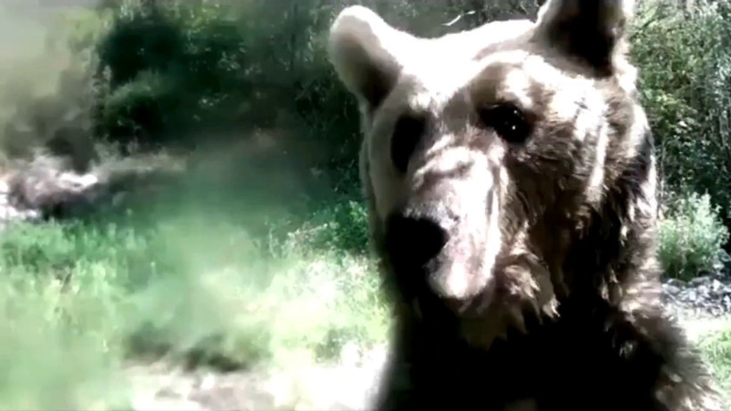 'Selfie çekmeyeceğim!' diyen ayı viral oldu: Fotokapanı görünce çıldırdı! - Resim : 3