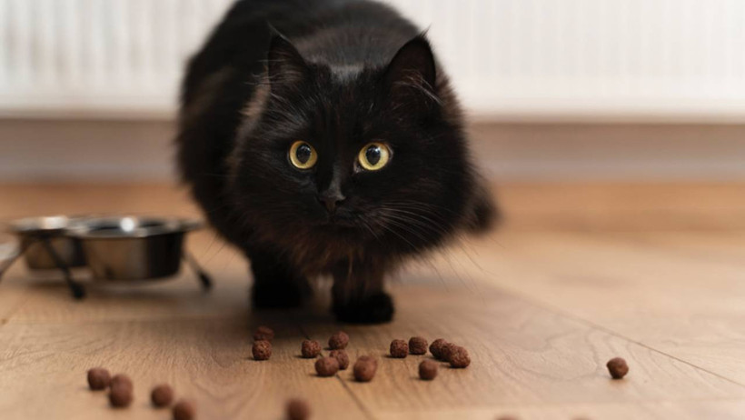 Kedinizin Mamasını Sevdiğini Gösteren 9 İşaret - Resim : 1