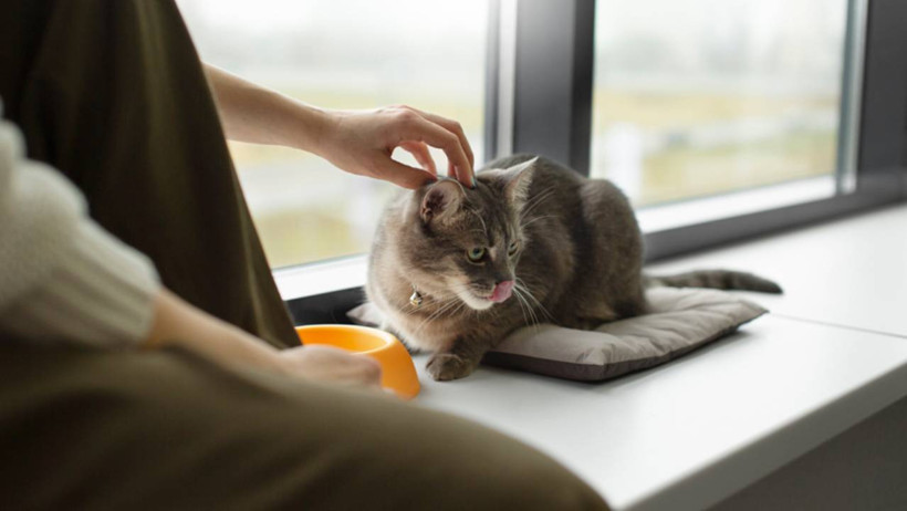 Kedinizin Mamasını Sevdiğini Gösteren 9 İşaret - Resim : 2