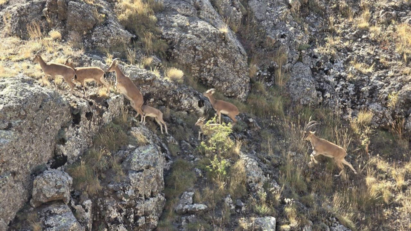 Nesli tükenme tehlikesi altında olan yaban keçileri Bayburt dağlarını mesken tuttu - Resim : 2