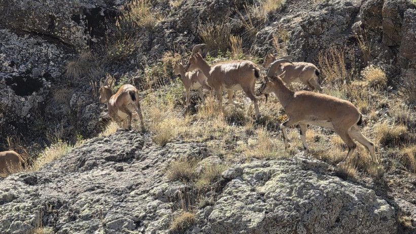 Nesli tükenme tehlikesi altında olan yaban keçileri Bayburt dağlarını mesken tuttu - Resim : 3