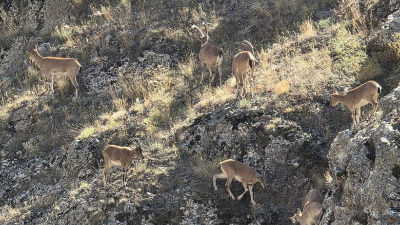 Nesli tükenme tehlikesi altında olan yaban keçileri Bayburt dağlarını mesken tuttu - Resim : 1