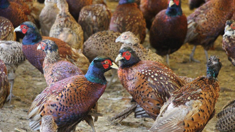 Osmanlı’nın vazgeçilmezi sülün, Amasya’da yeniden üretiliyor: 1 yılda 60’tan 700’e çıktı - Resim : 3