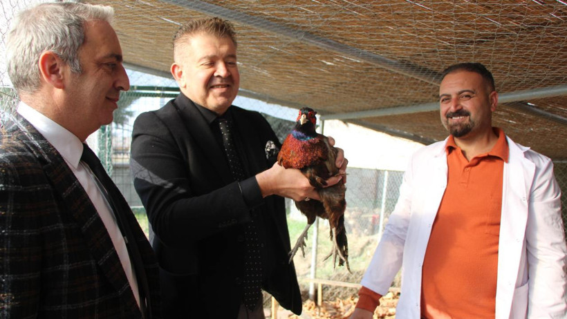 Osmanlı’nın vazgeçilmezi sülün, Amasya’da yeniden üretiliyor: 1 yılda 60’tan 700’e çıktı - Resim : 2