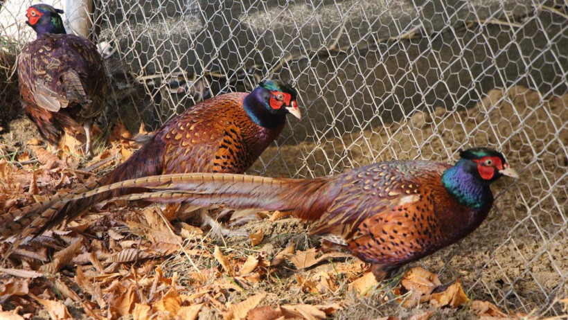 Osmanlı’nın vazgeçilmezi sülün, Amasya’da yeniden üretiliyor: 1 yılda 60’tan 700’e çıktı - Resim : 1