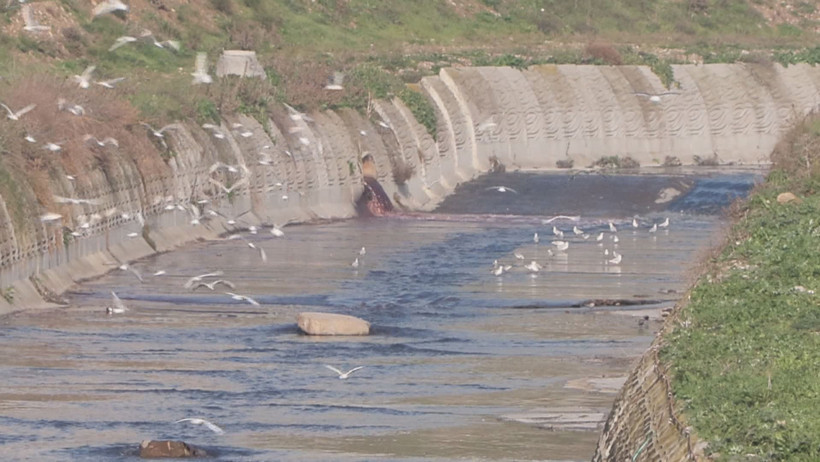 Haramidere kırmızıya büründü - Resim : 1